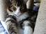 Maine Coon Dk Na'zyia's Zabaione