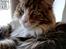 Maine Coon Dk Na'zyia's Zabaione