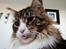 Maine Coon Dk Na'zyia's Zabaione