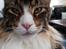 Maine Coon Dk Na'zyia's Zabaione