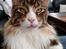 Maine Coon Dk Na'zyia's Zabaione