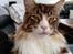Maine Coon Dk Na'zyia's Zabaione