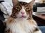 Maine Coon Dk Na'zyia's Zabaione