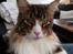 Maine Coon Dk Na'zyia's Zabaione