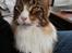 Maine Coon Dk Na'zyia's Zabaione