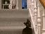 Huskat Lucy