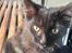 Maine Coon Rex - hej Rex lille og ny lige blevet afleveret fra opdrætter og vi venter på toget hjem fra Odense til Hobro 