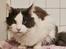 Maine Coon Blackangel's Blue Ghost