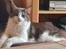 Maine Coon DK Blackangel's Venus