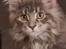 Maine Coon Blackangel's Brianna 