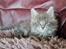 Maine Coon Blackangel's Brianna 