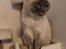 British Shorthair Empires Maggeduddi (Duddi)