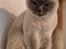 British Shorthair Empires Maggeduddi (Duddi)