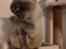 British Shorthair Empires Maggeduddi (Duddi)