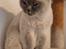 British Shorthair Empires Maggeduddi (Duddi)