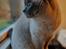 British Shorthair Empires Maggeduddi (Duddi)