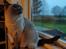 British Shorthair Empires Maggeduddi (Duddi)