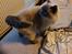 British Shorthair Empires Maggeduddi (Duddi)