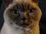 British Shorthair Empires Maggeduddi (Duddi)