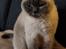 British Shorthair Empires Maggeduddi (Duddi)