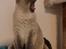 British Shorthair Empires Maggeduddi (Duddi)