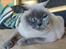 British Shorthair Empires Maggeduddi (Duddi)