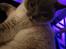 British Shorthair Empires Maggeduddi (Duddi)