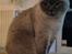 British Shorthair Empires Maggeduddi (Duddi)
