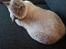British Shorthair Empires Maggeduddi (Duddi)