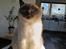 British Shorthair Empires Maggeduddi (Duddi)