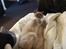 British Shorthair Empires Maggeduddi (Duddi)