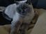 British Shorthair Empires Maggeduddi (Duddi)