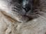 British Shorthair Empires Maggeduddi (Duddi)