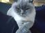 British Shorthair Empires Maggeduddi (Duddi)