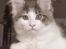 Maine Coon Blackangel's Jessica 