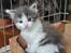 Maine Coon Blackangel's Jessica 