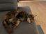 Maine Coon obelix Himmelkat