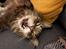 Maine Coon obelix Himmelkat
