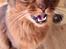Somali Misomalis Gucci on Blackpaws