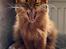 Somali Misomalis Gucci on Blackpaws