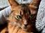 Somali Misomalis Gucci on Blackpaws