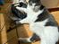 Huskat Sylvester (R.I.P)