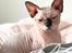 Sphynx Muffin 