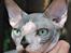 Sphynx Magnus