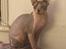 Sphynx Magnus
