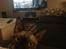 Sphynx Debby 