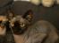 Sphynx Debby 