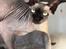 Sphynx Debby 