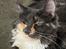 Maine Coon Darkside Devil's Nayla