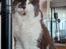 Maine Coon Blackangel's Guldkaramel D. 24.03.2025